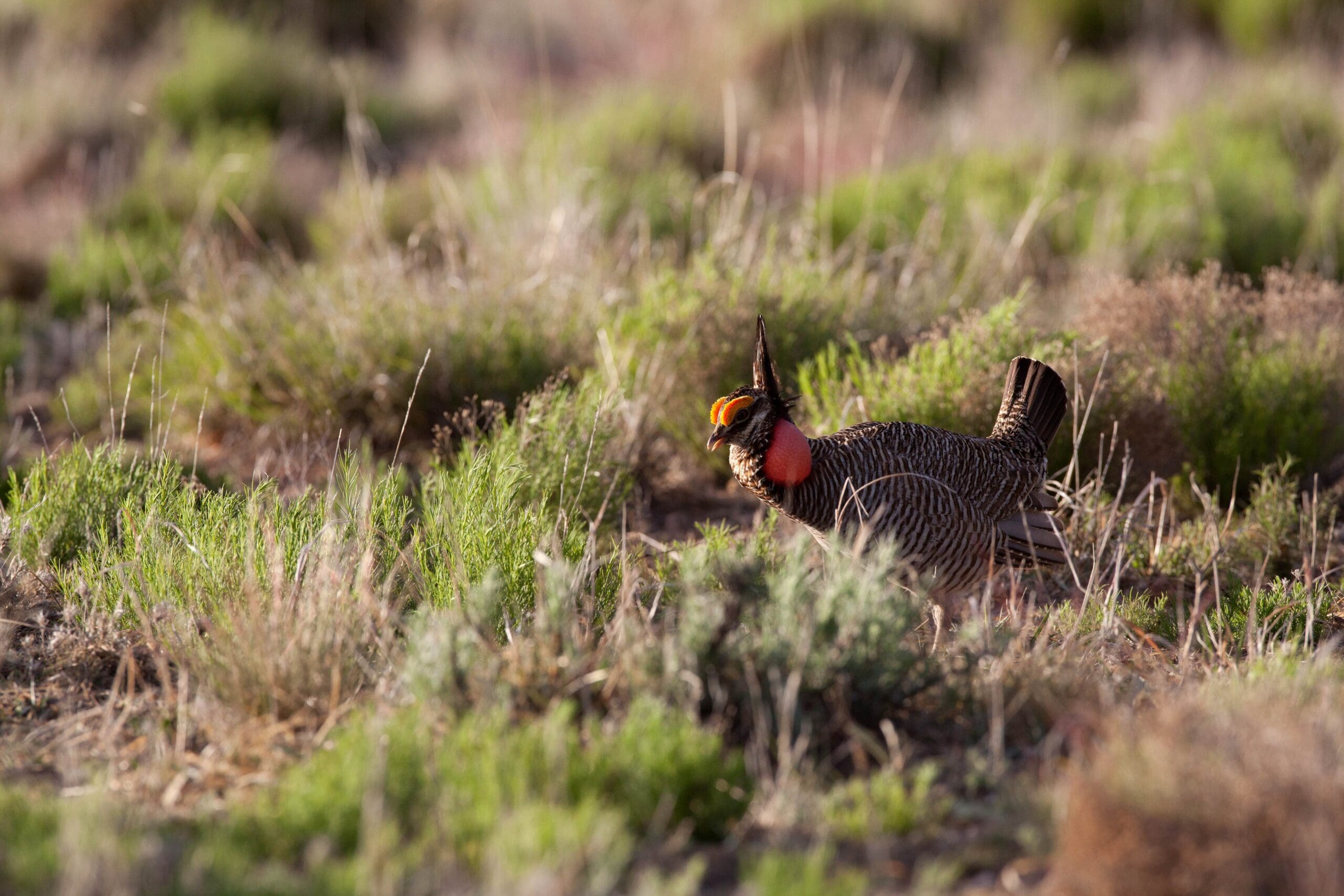 Texas Sues FWS Over Decision to List the Lesser Prairie-Chicken Under the Endangered Species Act