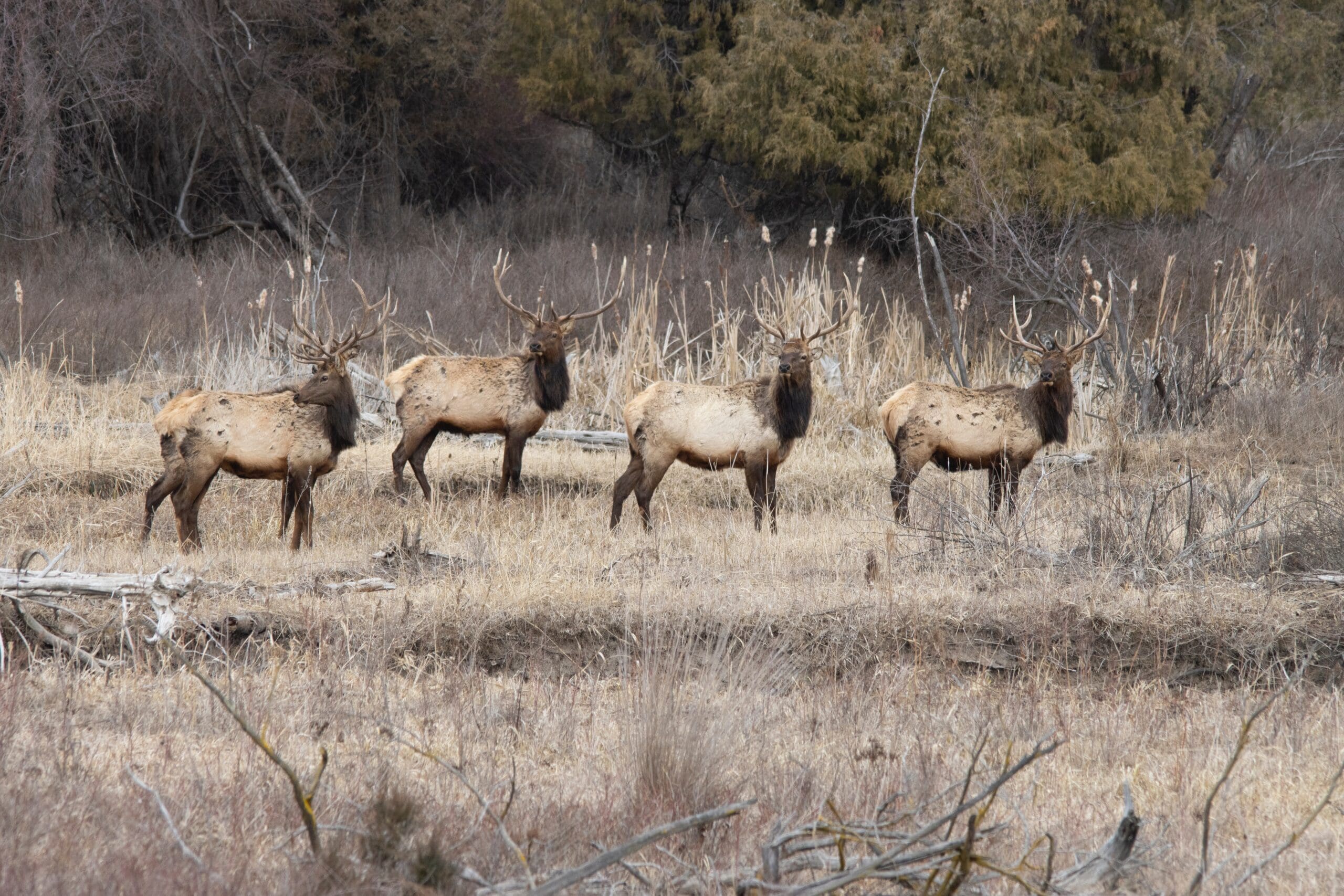 BLM Looks to Expand Conservation