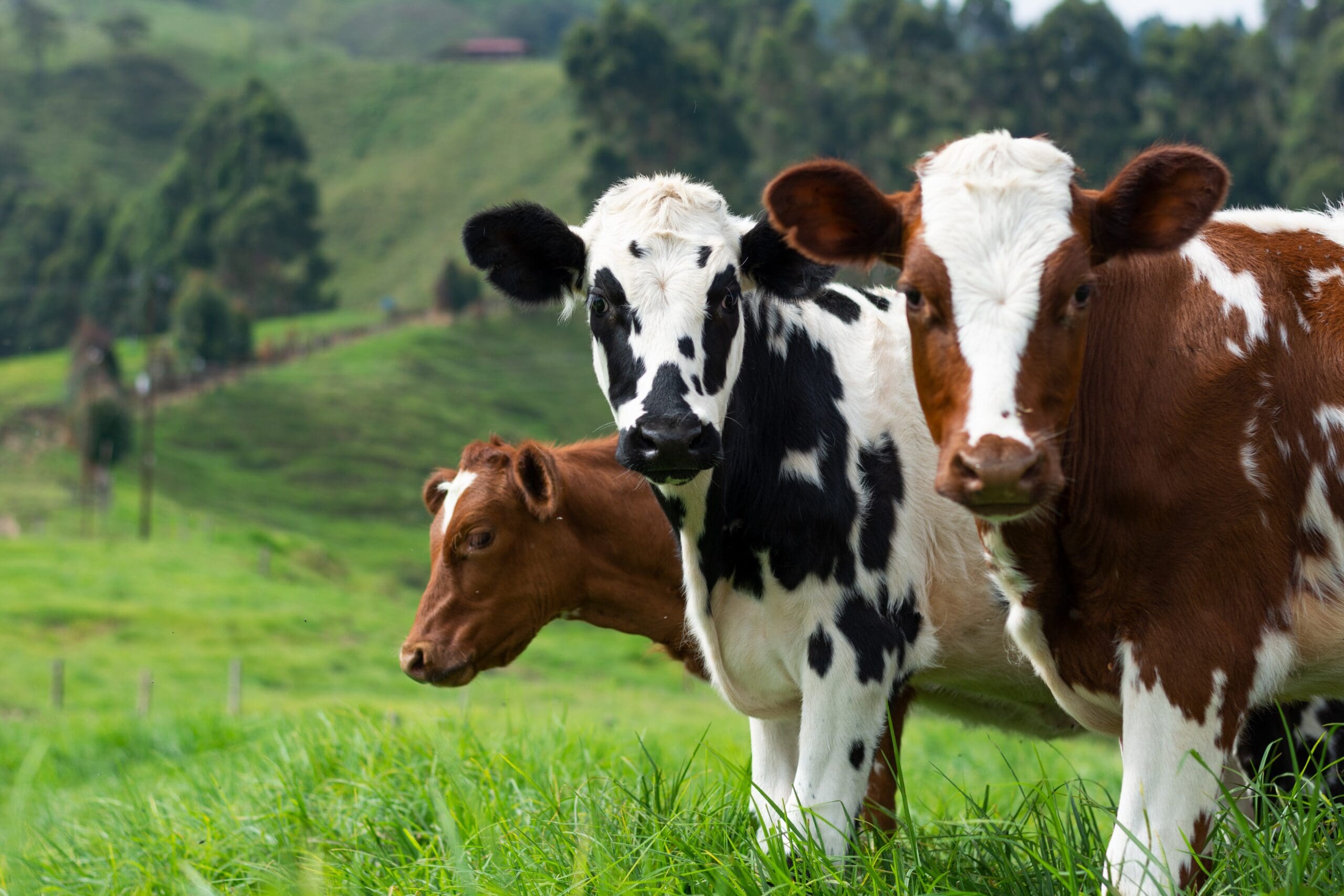 USDA Publishes Final Dairy Donation Program Rule