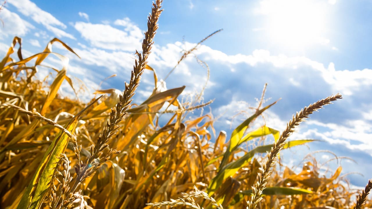 Recent Federal and State Heat Safety Proposals
