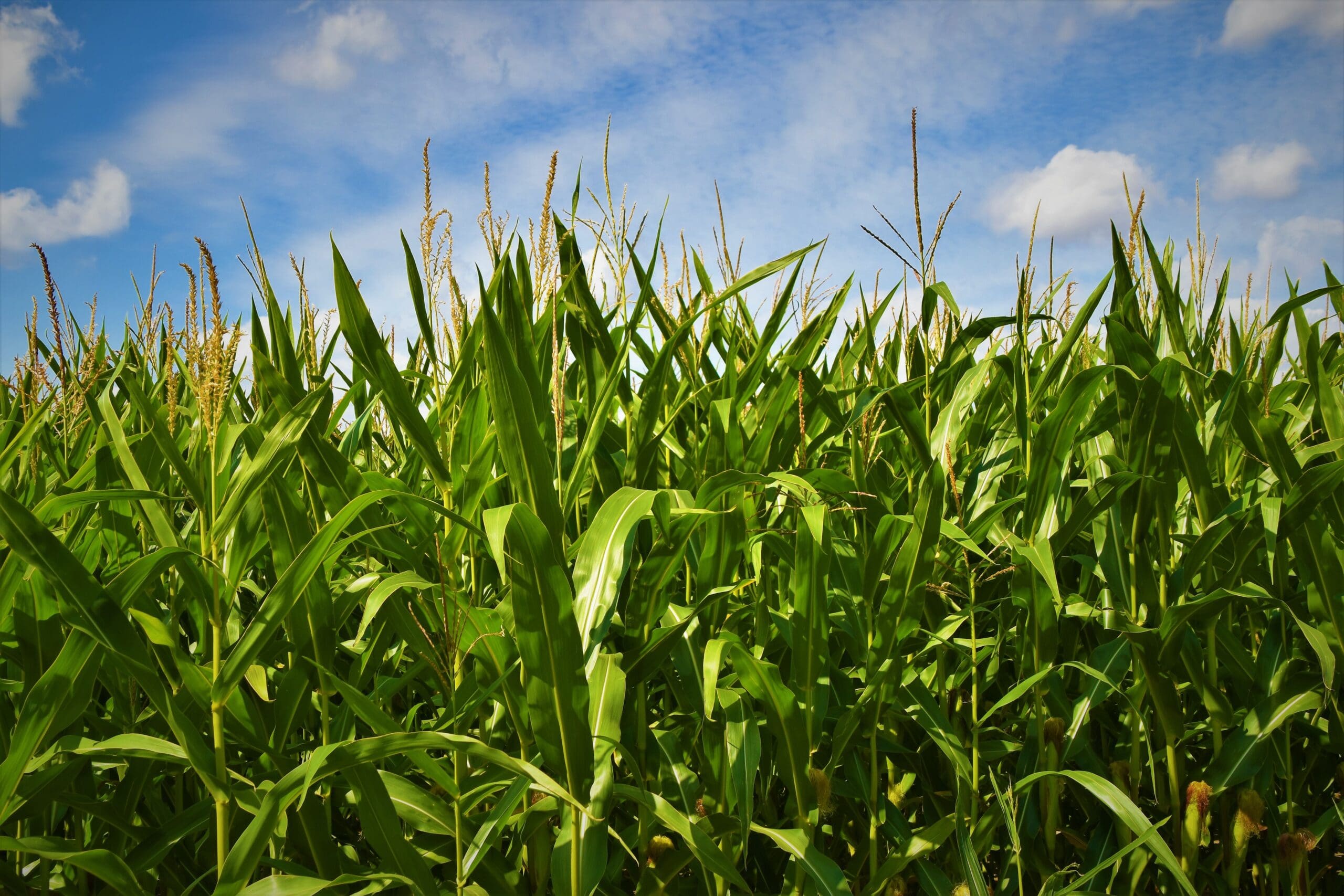 Members of Congress Propose Bills to Amend the Federal Crop Insurance Program