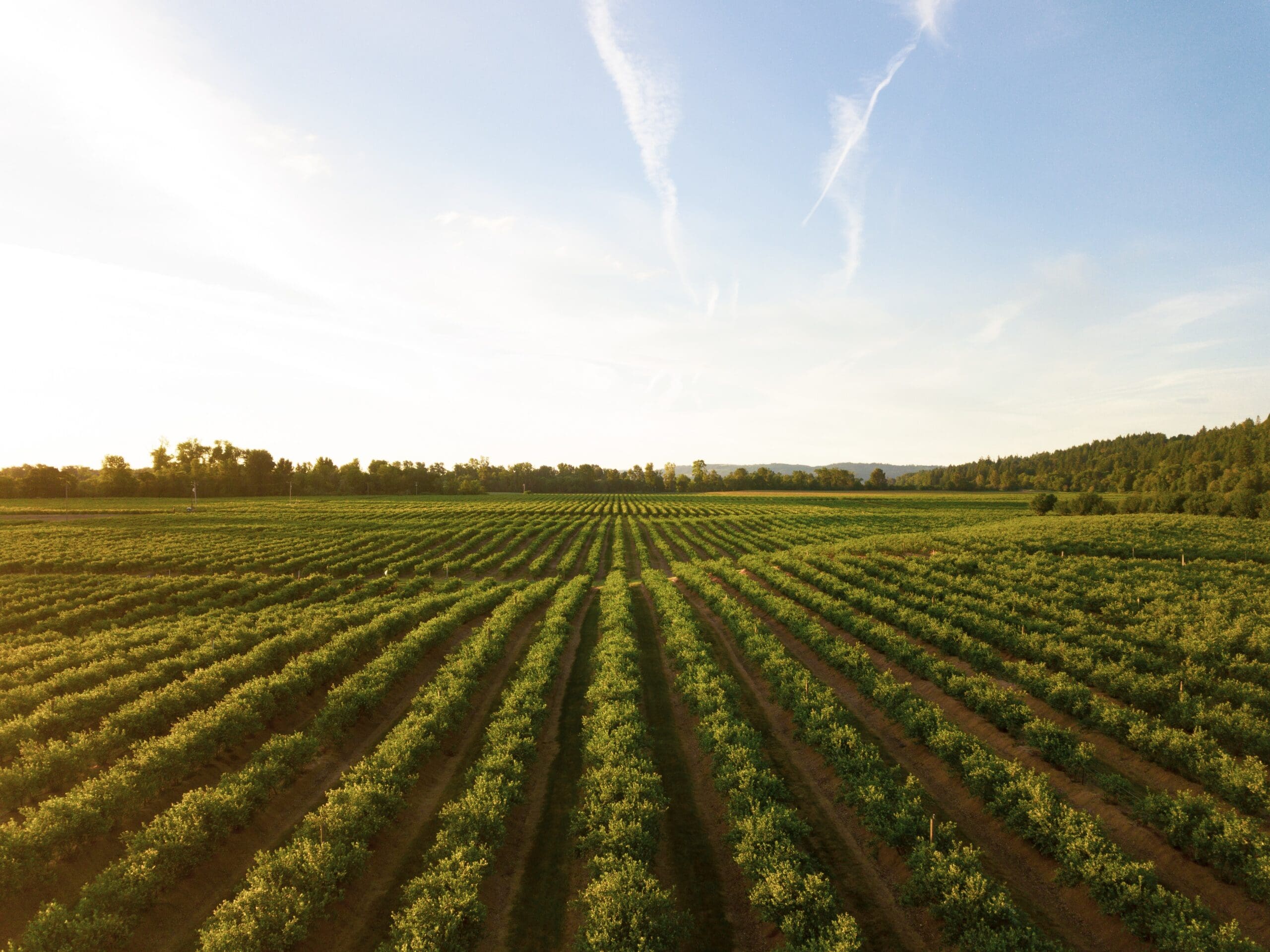 Good Husbandry in Agricultural Leases