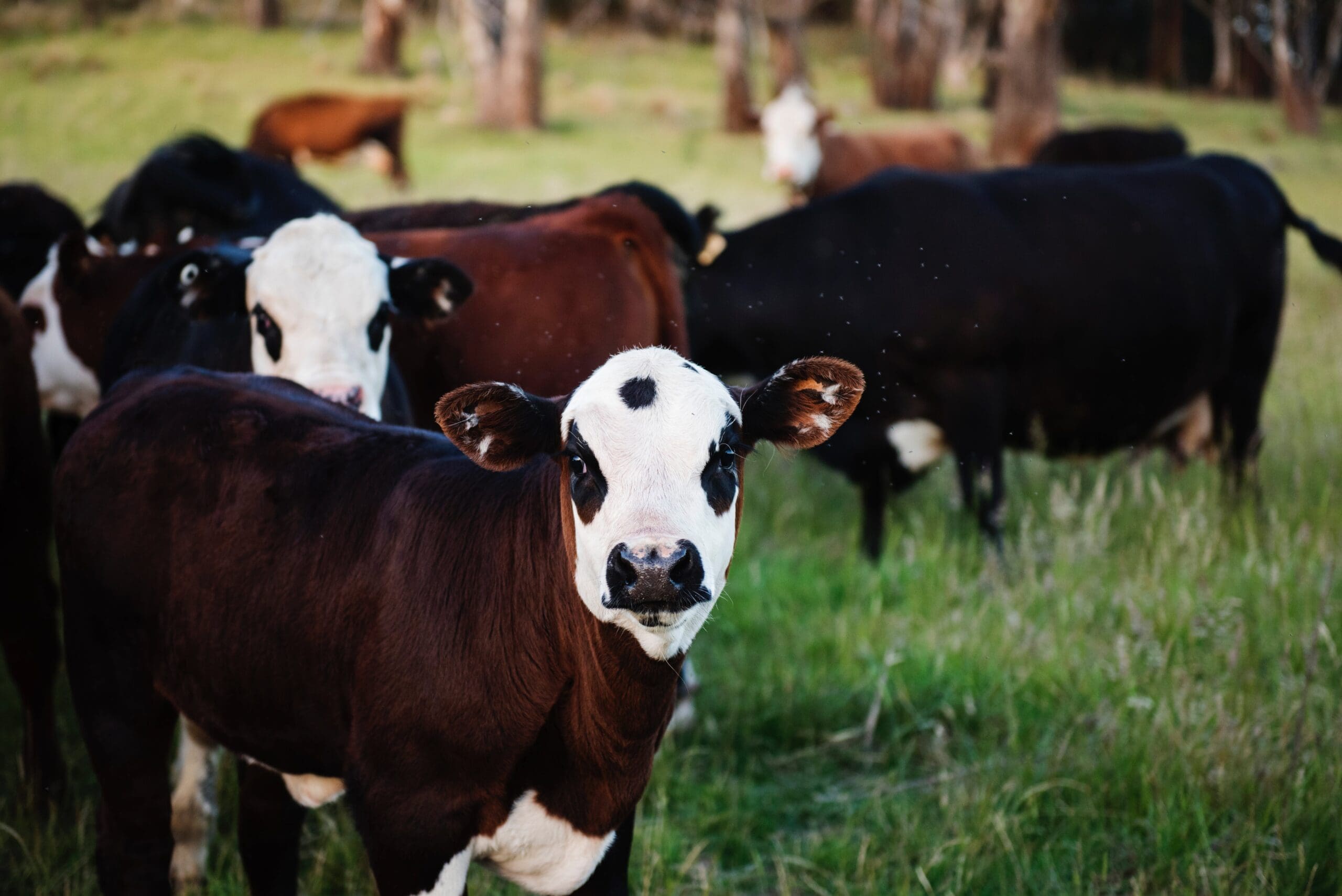 USDA Publishes Final Rule Amending Organic Livestock and Poultry Standards