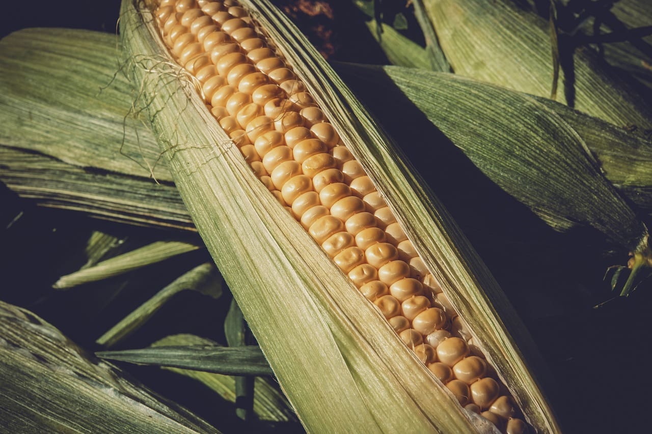 U.S.-Mexico Trade Dispute Over Genetically Modified Corn