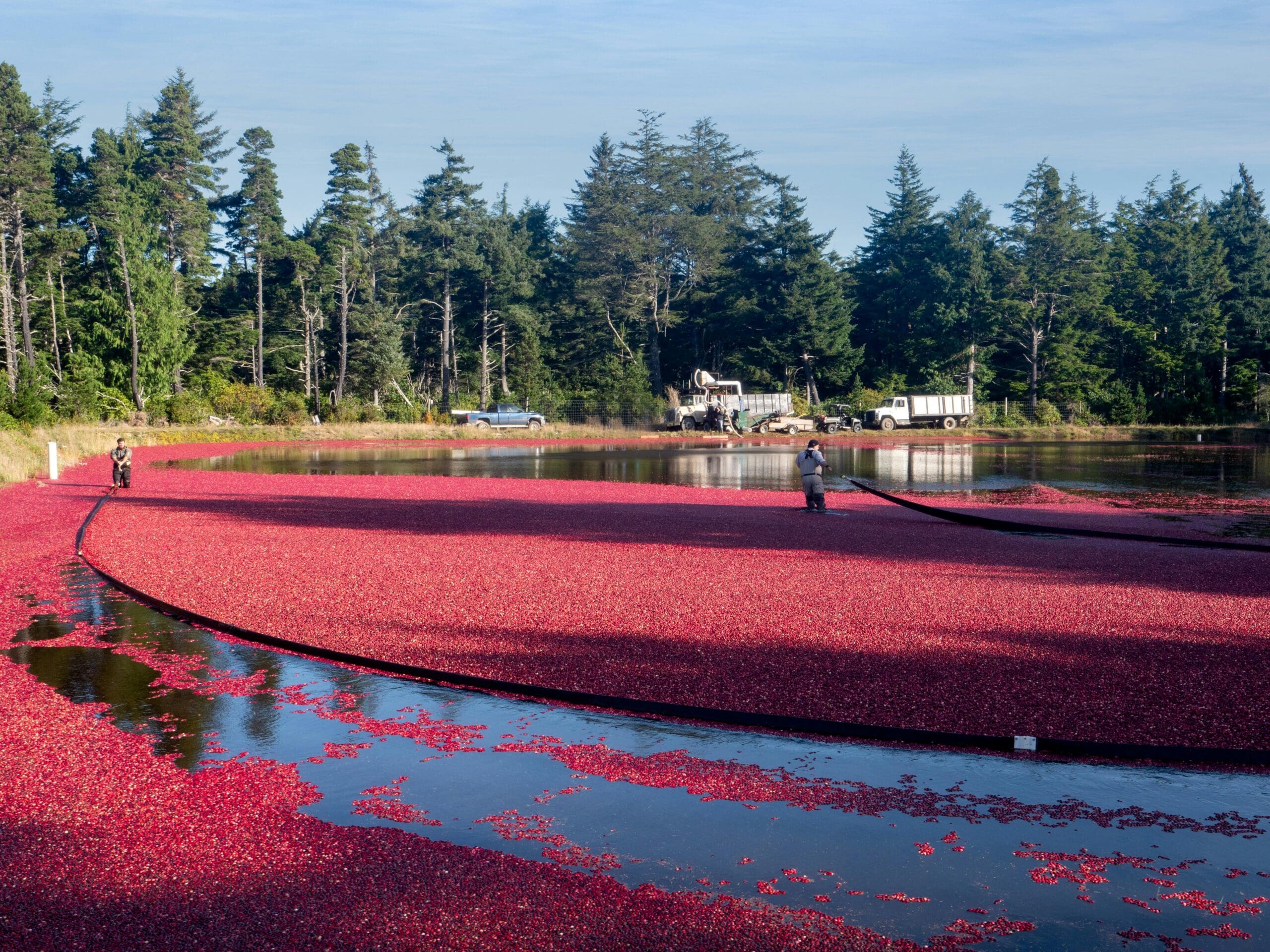 Plaintiffs Claim Cranberry Bog Not Exempt from CWA Regulation