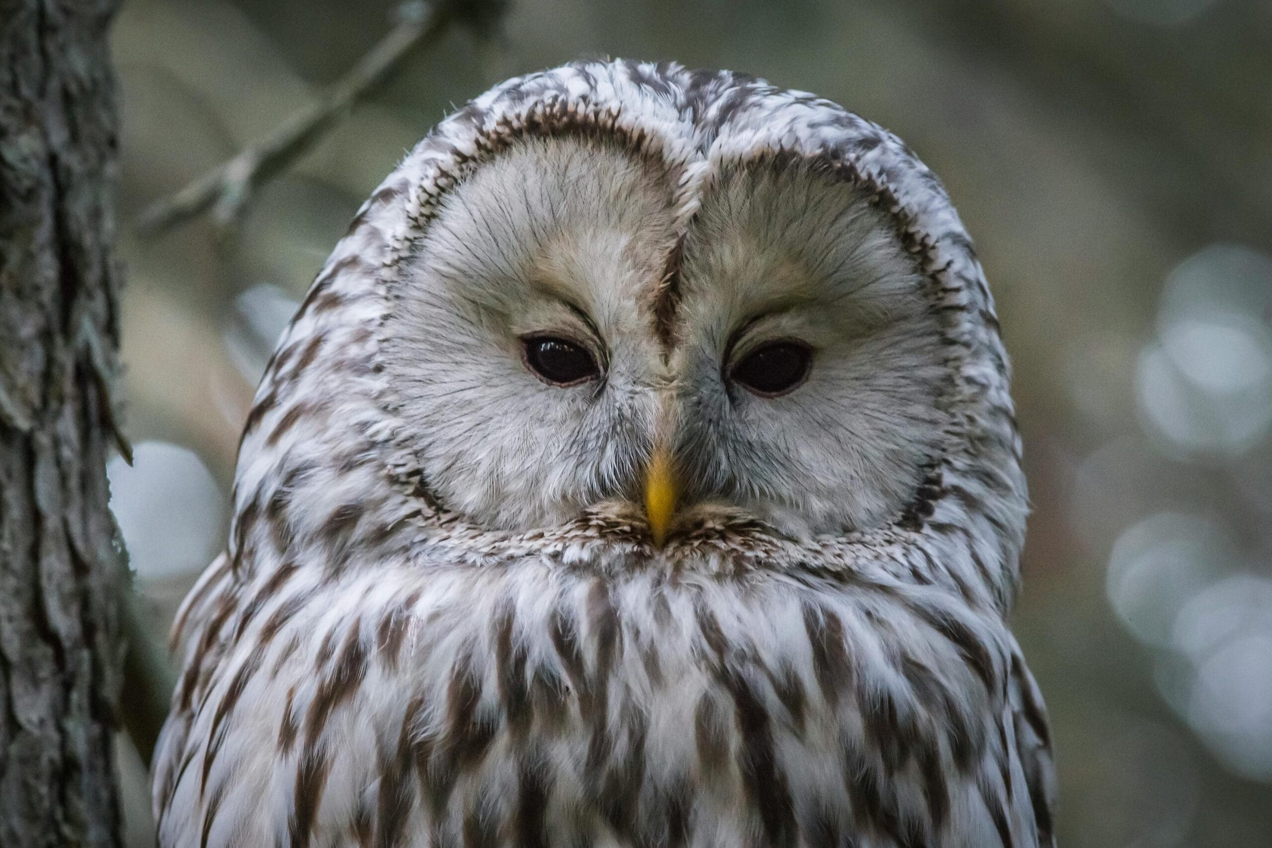 FWS Streamline ESA Voluntary Conservation Programs