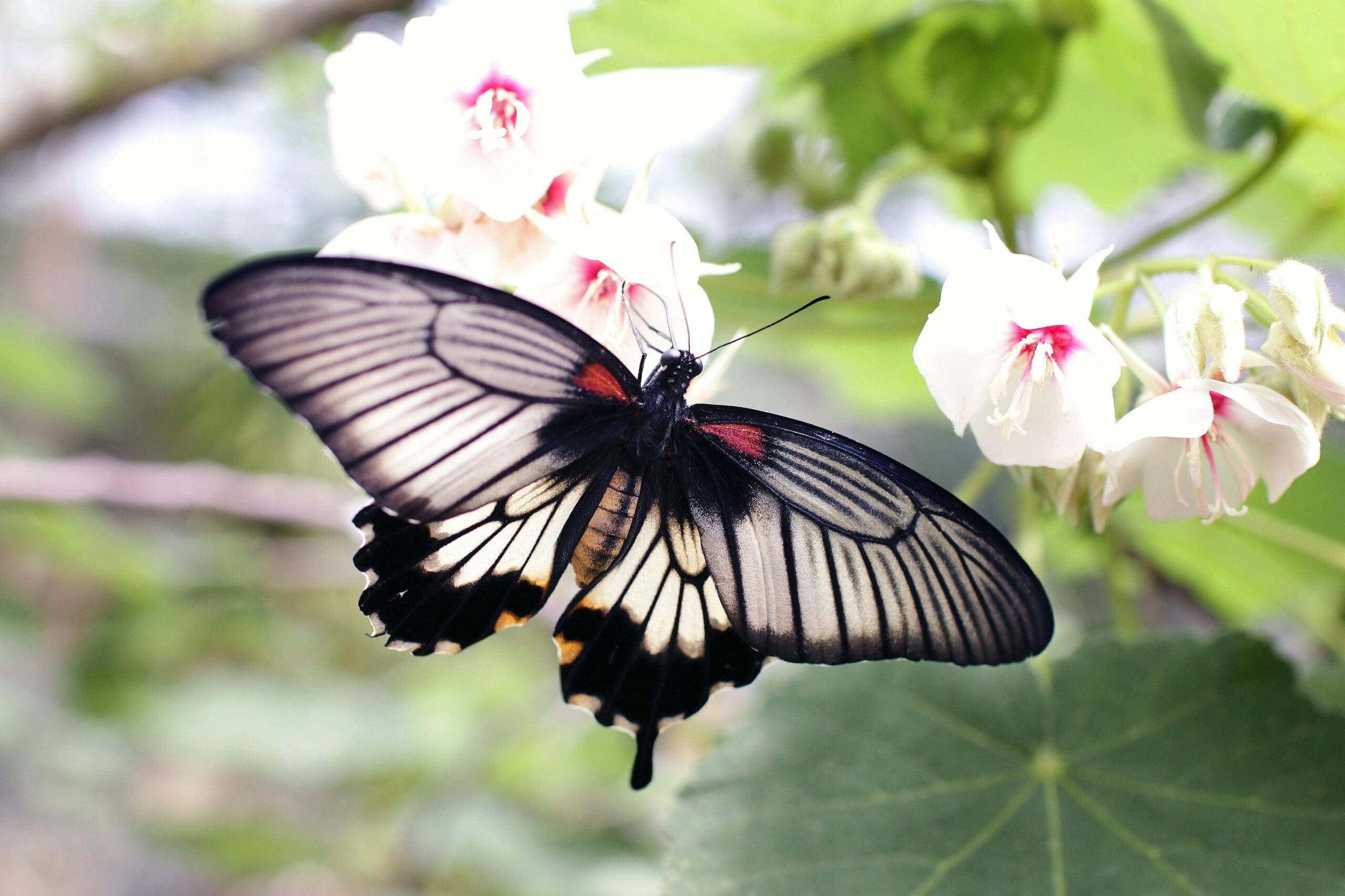 EPA Releases Draft Insecticide Strategy