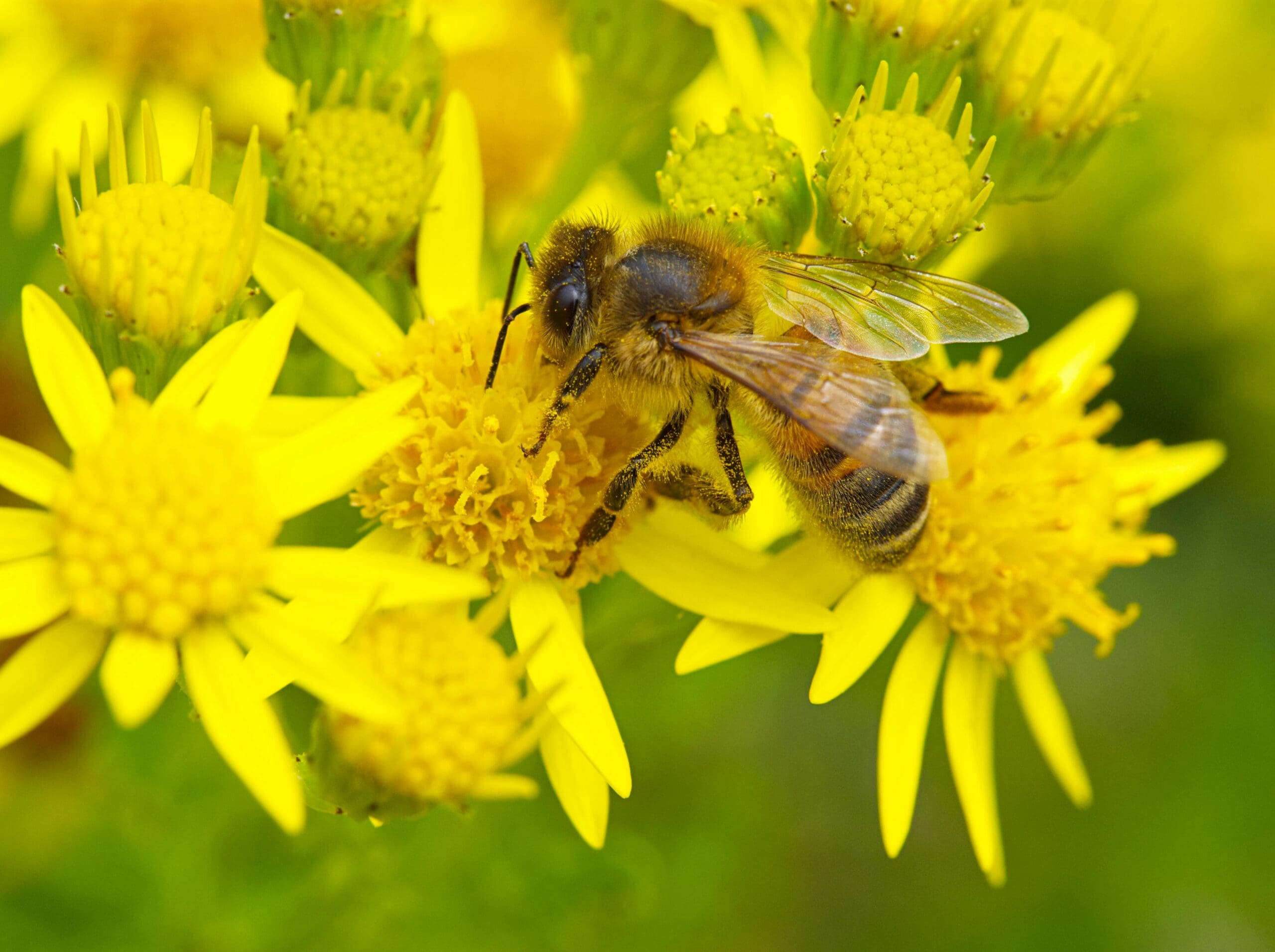 EPA Releases Vulnerable Species Action Plan