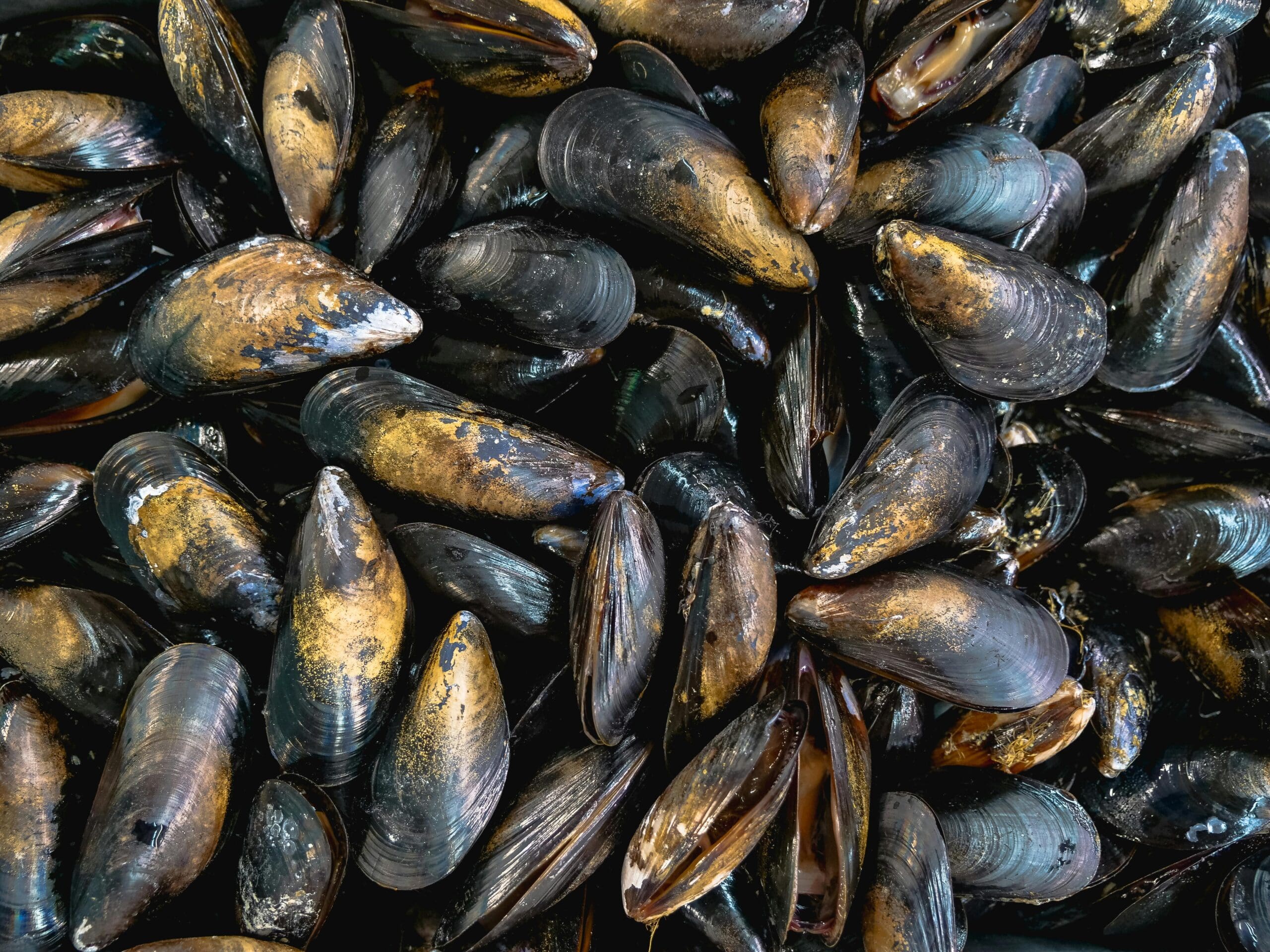 Texas Files Suit Against FWS For Decision to List Mussels As Endangered