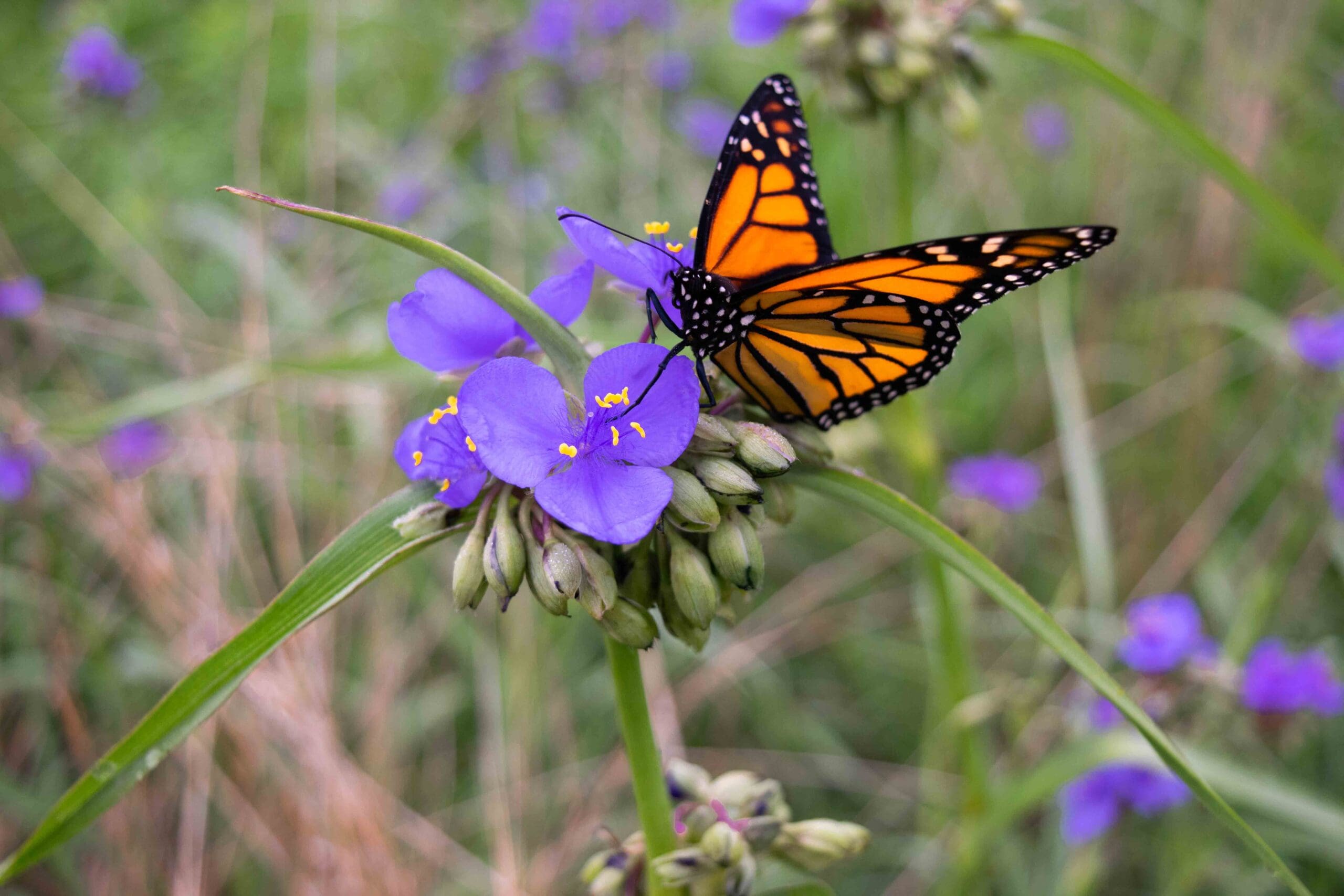 FWS Proposes Listing the Monarch Butterfly as “Threatened” Under the ESA