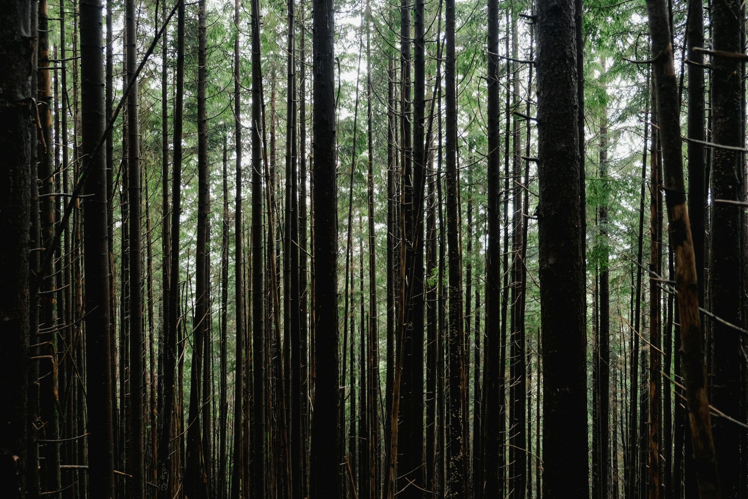Fish and Wildlife Service Proposes Rescinding Definition of “Harm” Under ESA