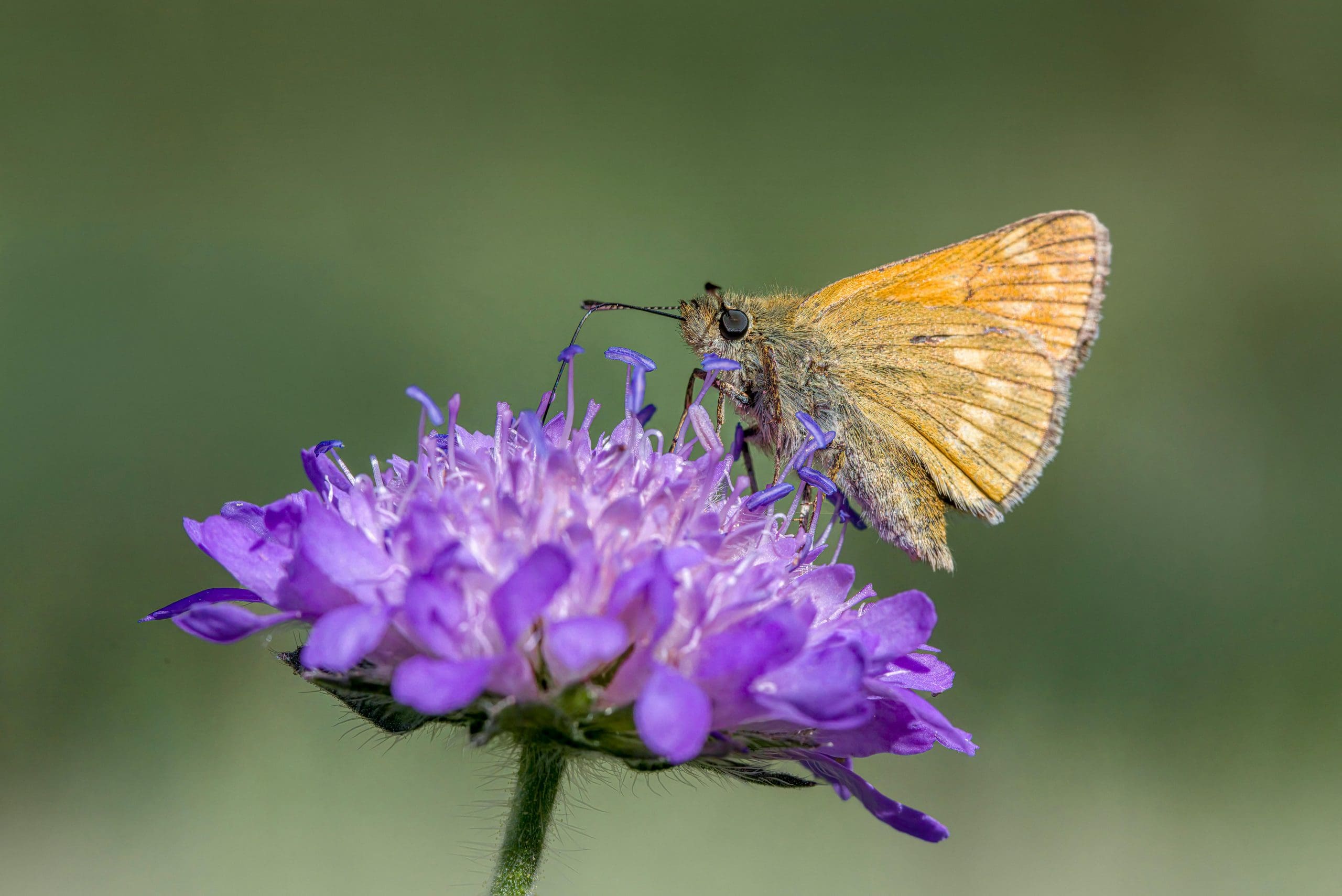 EPA Releases Final Insecticide Strategy