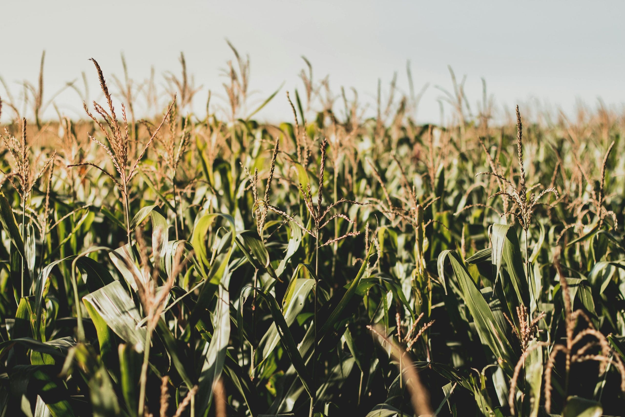 Ninth Circuit addresses “Natural Grocers v. Rollins”