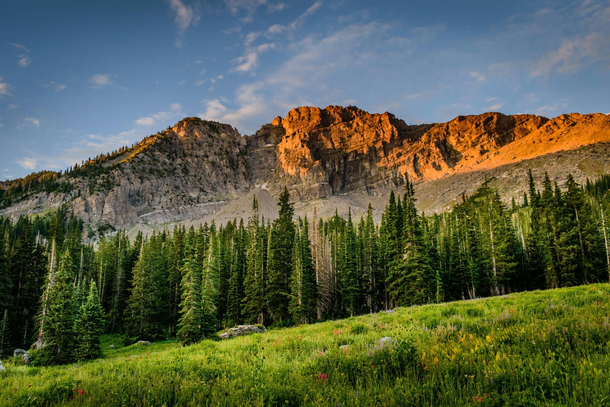 Environmental Groups Challenge Forest Plan