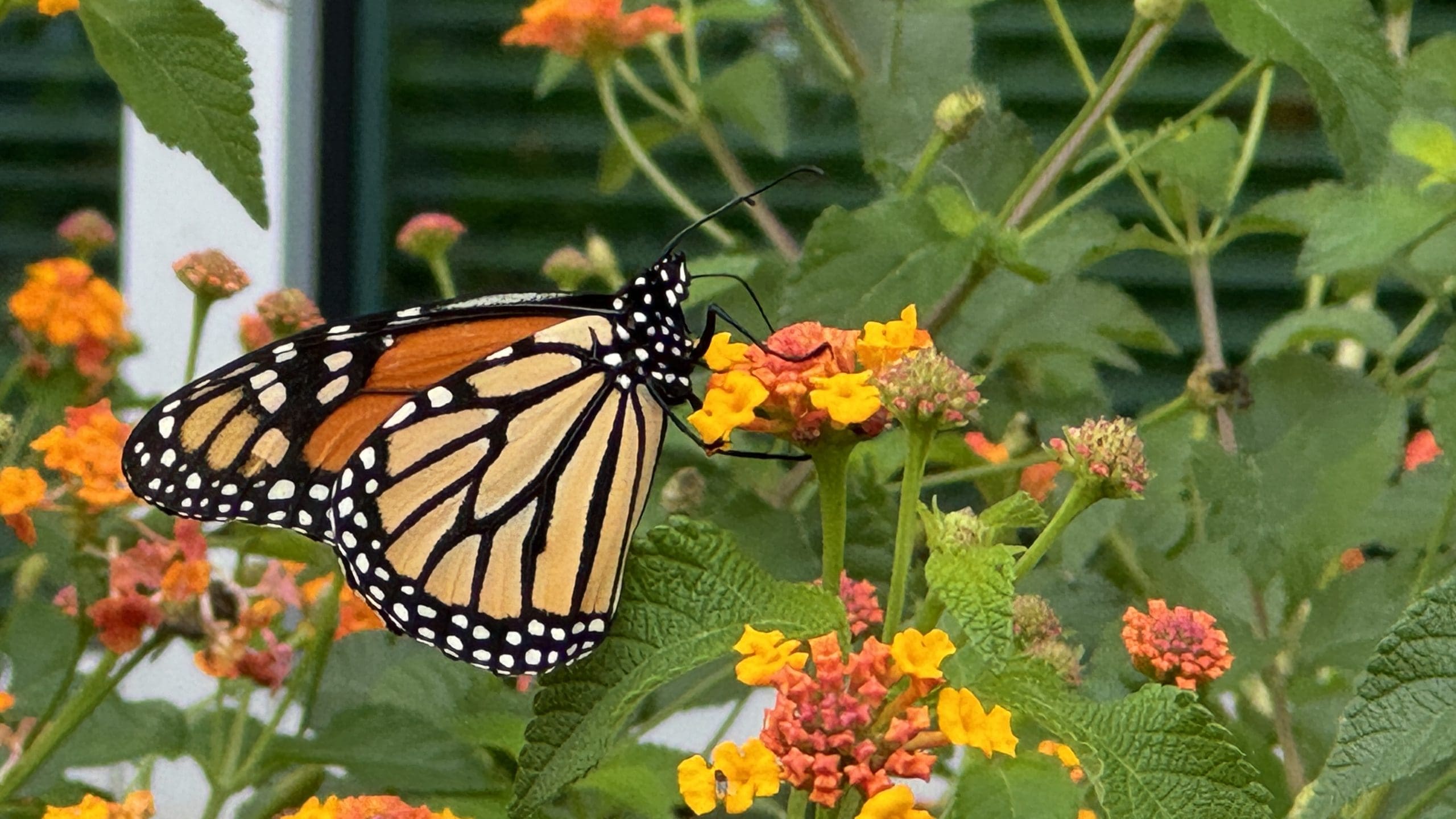 UADA article: Federal agency sued for lack of timely rule on monarch butterfly designation