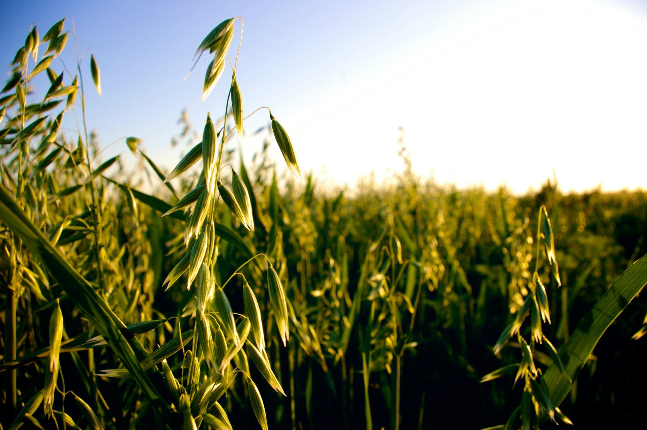 Environmental Group Sues EPA for Delayed Response to Glyphosate Petition