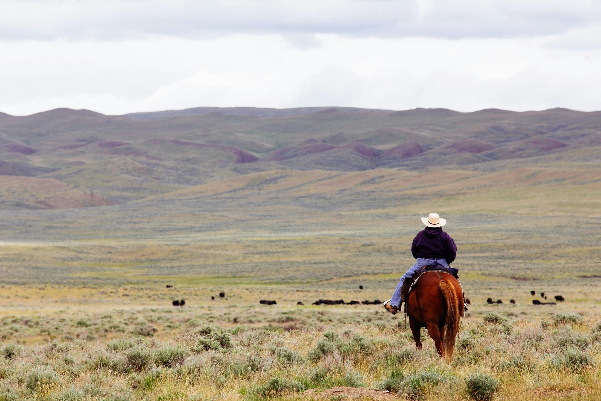 BLM Proposes Overhaul of Grazing Program Regulations