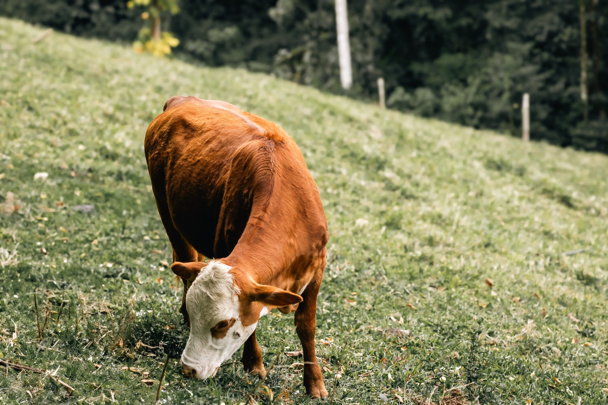 New H-2A Guidance for Dairy Operations